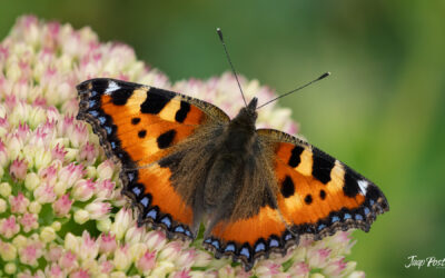 Vlinders en andere insecten in de tuin