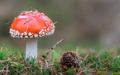 Paddenstoelen: Natuurlijke schatkamers